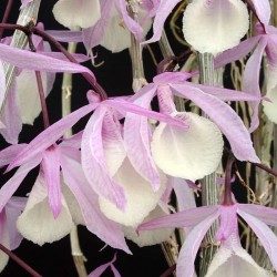 Dendrobium aphyllum