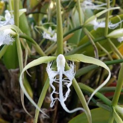 Epidendrum ciliare