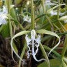 Epidendrum ciliare