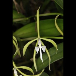 Epidendrum oerstedii