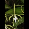 Epidendrum oerstedii