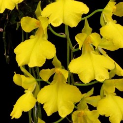 Gomesa concolor