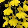 Gomesa concolor