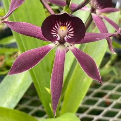 Guarechea Black Comet