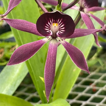 Guarechea Black Comet