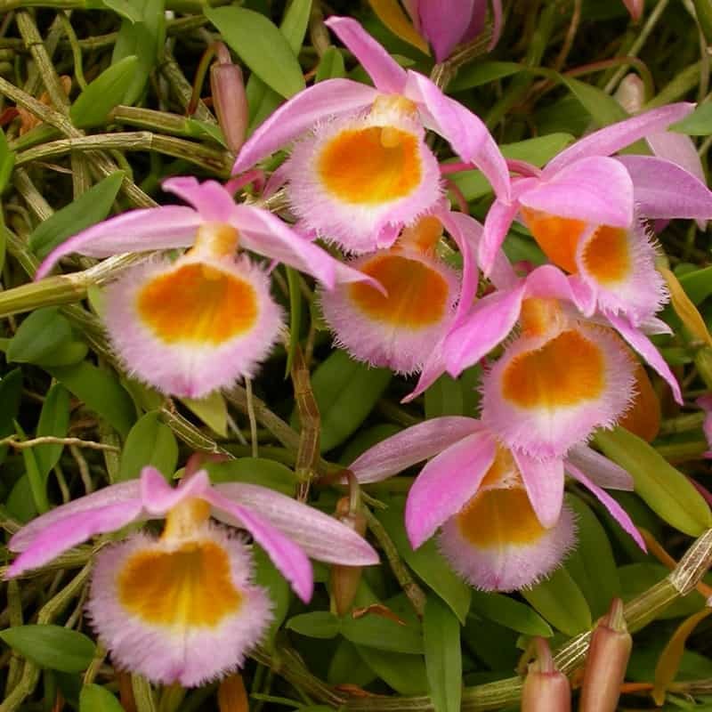 Dendrobium loddigesii