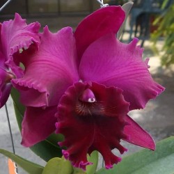 Rhyncattleanthe Chialin Black Flower 'Black King Kong'