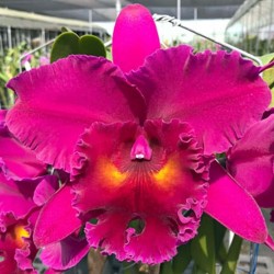 Rhyncholaeliocattleya Chialin Ruby 'Cola'