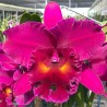 Rhyncholaeliocattleya Chialin Ruby 'Cola'