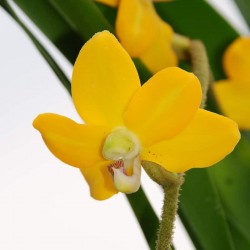 Dimorphorchis rossii