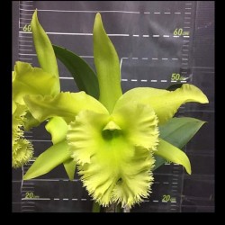 Rhyncholaeliocattleya Fringe Benefits 'Green Angel'