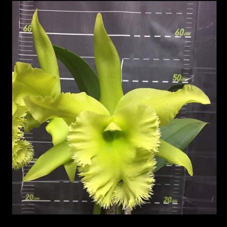 Rhyncholaeliocattleya Fringe Benefits 'Green Angel'