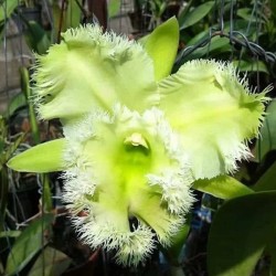 Rhyncholaeliocattleya Golf Green 'Hair Pig'