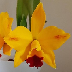 Rhyncholaeliocattleya Hsinying Sunbeam 'Juliets'