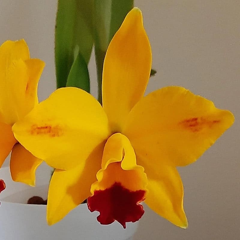 Rhyncholaeliocattleya Hsinying Sunbeam 'Juliets'