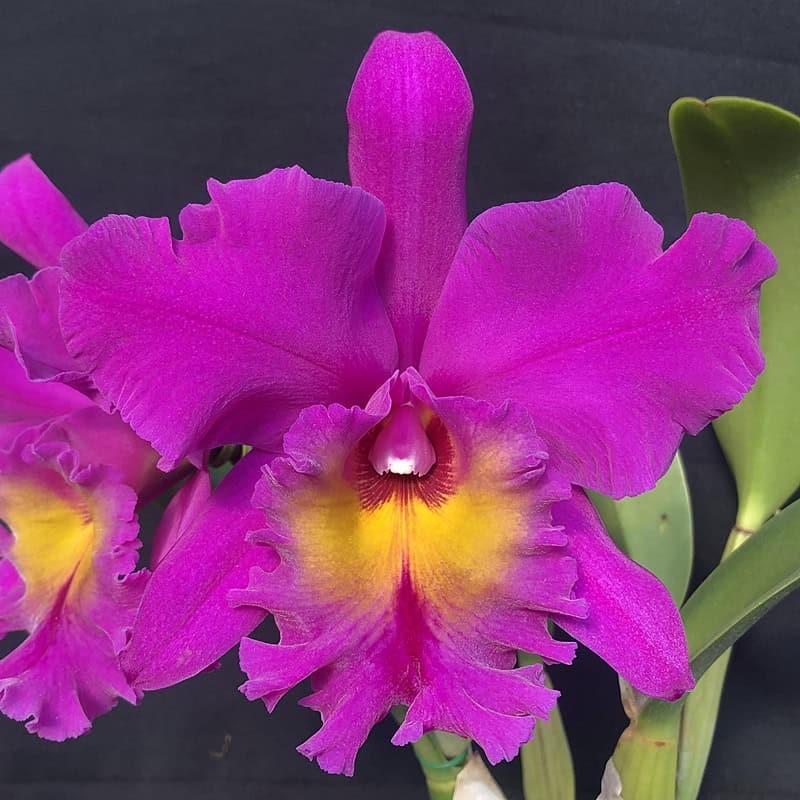 Rhyncholaeliocattleya King of Taiwan