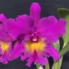 Rhyncholaeliocattleya King of Taiwan