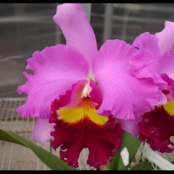 Rhyncholaeliocattleya Taichung Beauty 'Cosmetic Bull'