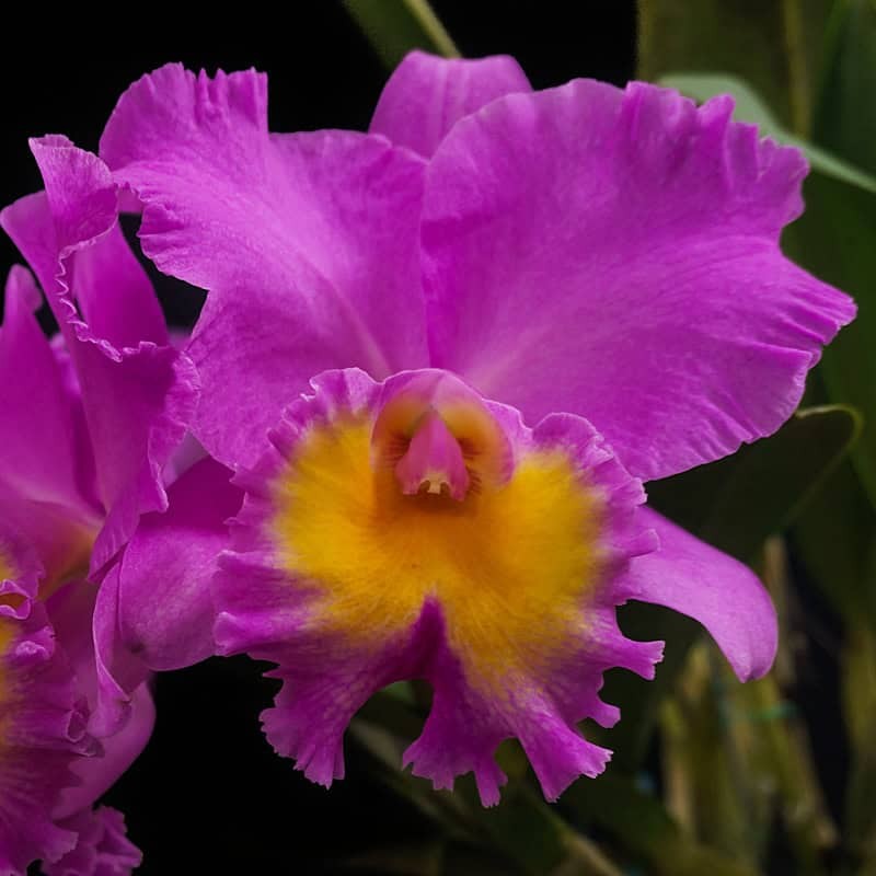 Rhyncholaeliocattleya Triumphal Coronation 'Seto'