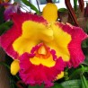 Rhyncholaeliocattleya Village Chief Rose 'Gangshan King'