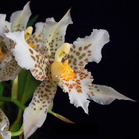 Rhynchostele aptera (AOP*)