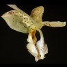 Stanhopea deltoidea