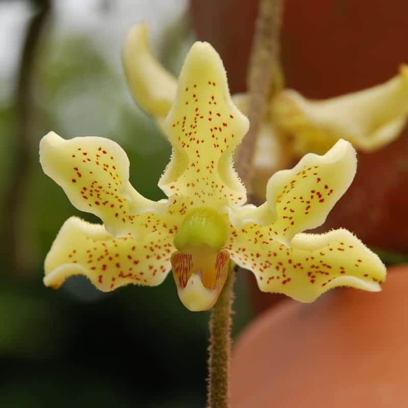 Dimorphorchis rossii (DIMO004)