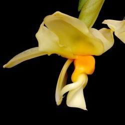 Stanhopea intermedia