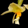Stanhopea intermedia