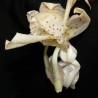 Stanhopea xytriophora