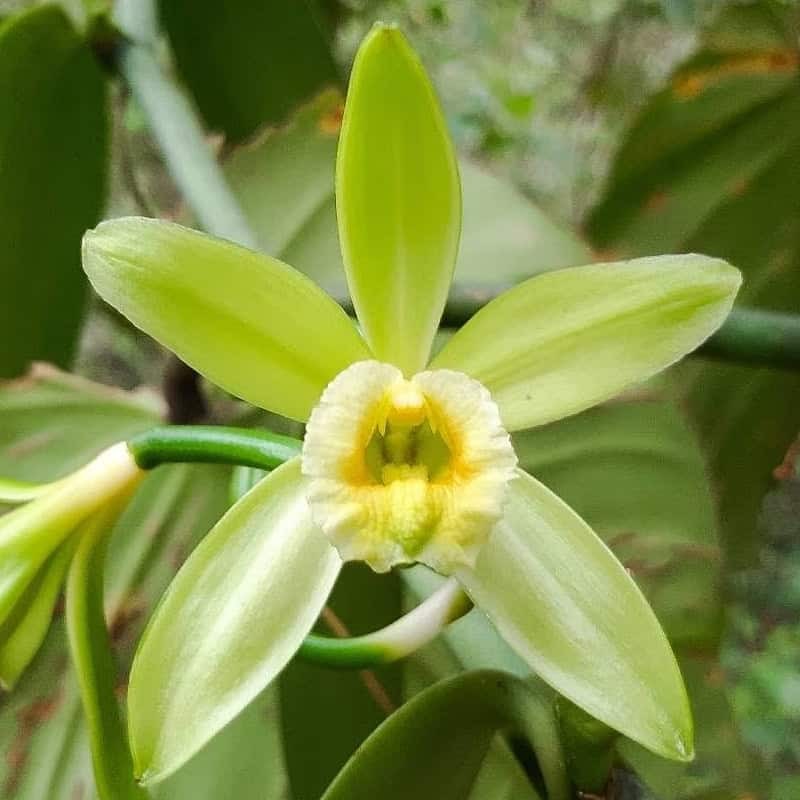 Vanilla planifolia