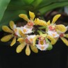 Gastrochilus dasypogon
