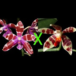 Phalaenopsis Marilata