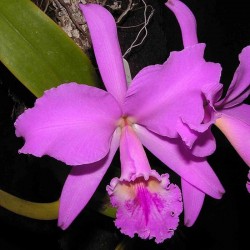 Cattleya labiata