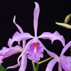 Cattleya maxima