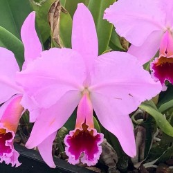 Cattleya percivaliana