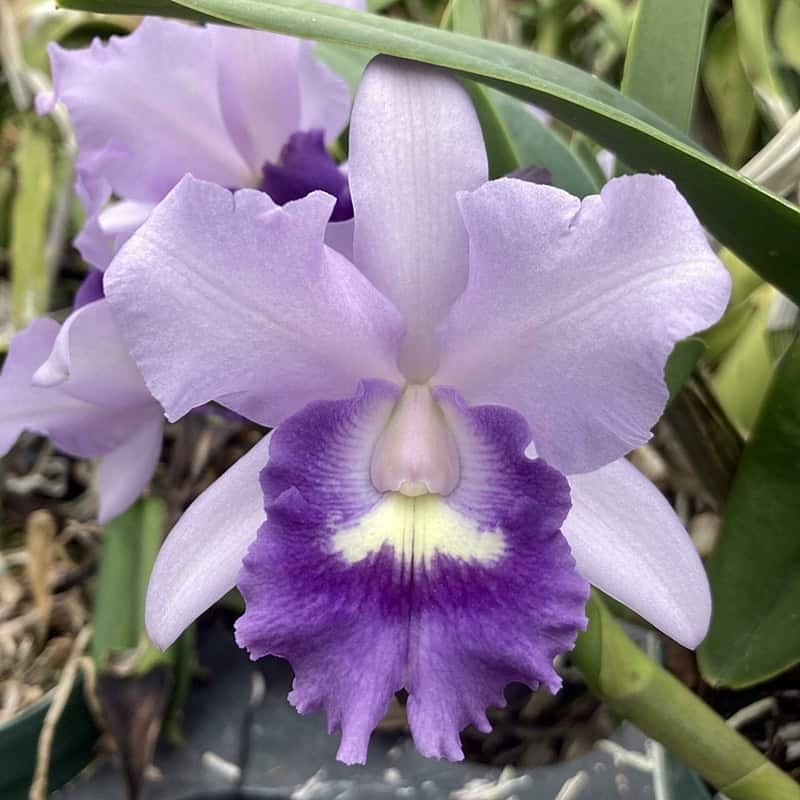 Cattlianthe Final Blue 'Exotic Violet'