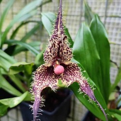 Dracula chimaera 'Rudolph'