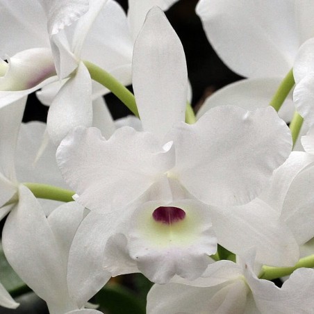 Guarianthe skinneri f. albo-oculata