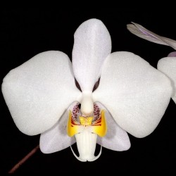 Phalaenopsis philippinensis