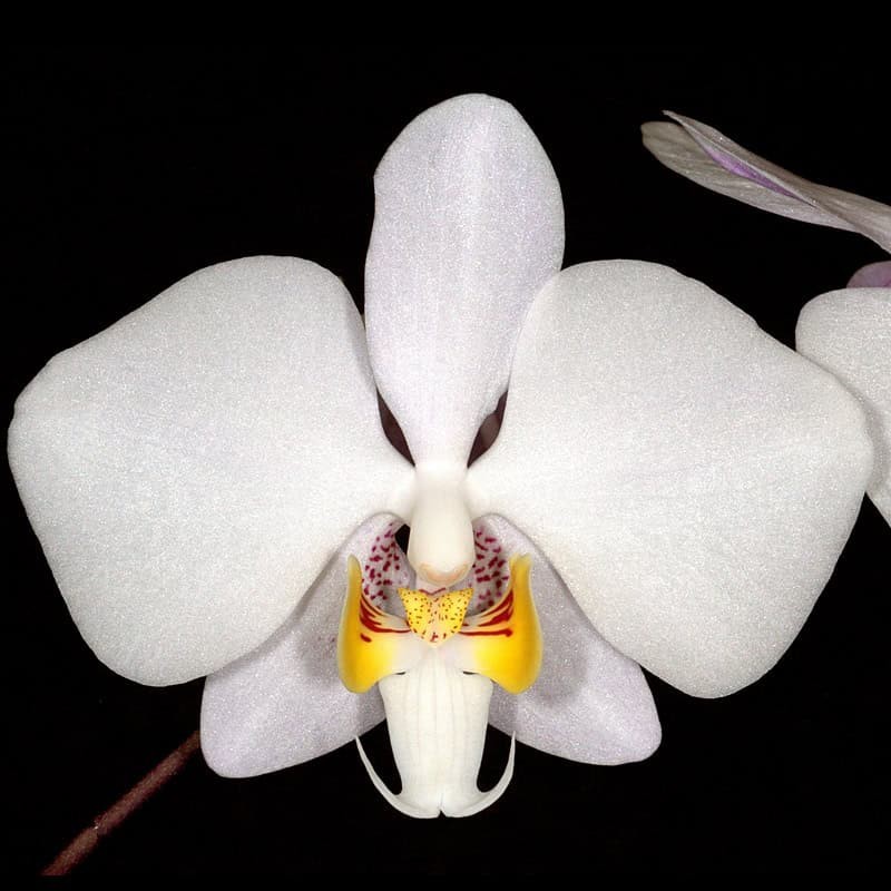 Phalaenopsis philippinensis