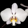 Phalaenopsis philippinensis