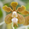 Vanda stangeana