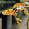 Gongora sphaerica