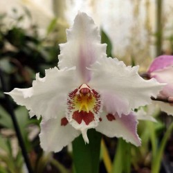 Odontoglossum crispum