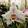 Odontoglossum crispum