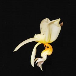 Stanhopea embreei