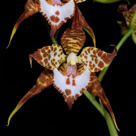 Rhynchostele cordata (AOP*)