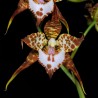 Rhynchostele cordata (AOP*)