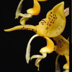 Stanhopea jenischiana